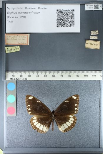 Media type: image;   Entomology 159948
